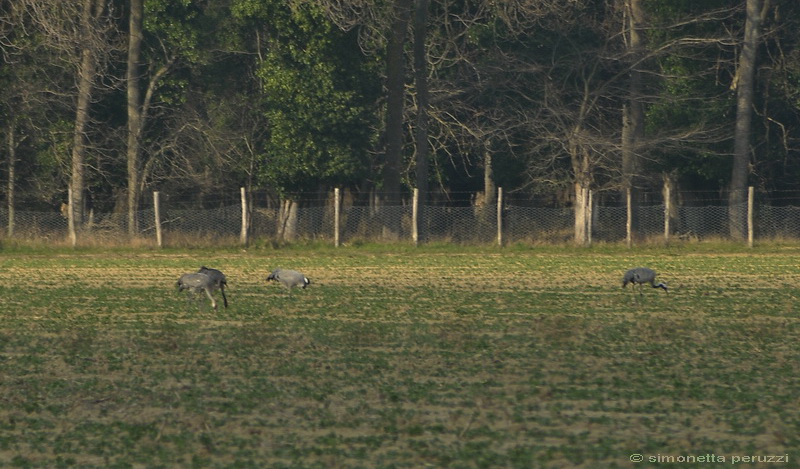 Dalla Sterpaia a Bocca d''Arno